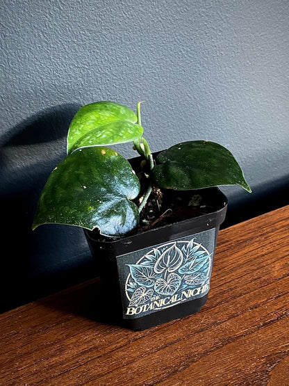 Scindapsus Black Mamba | 7 cm pot