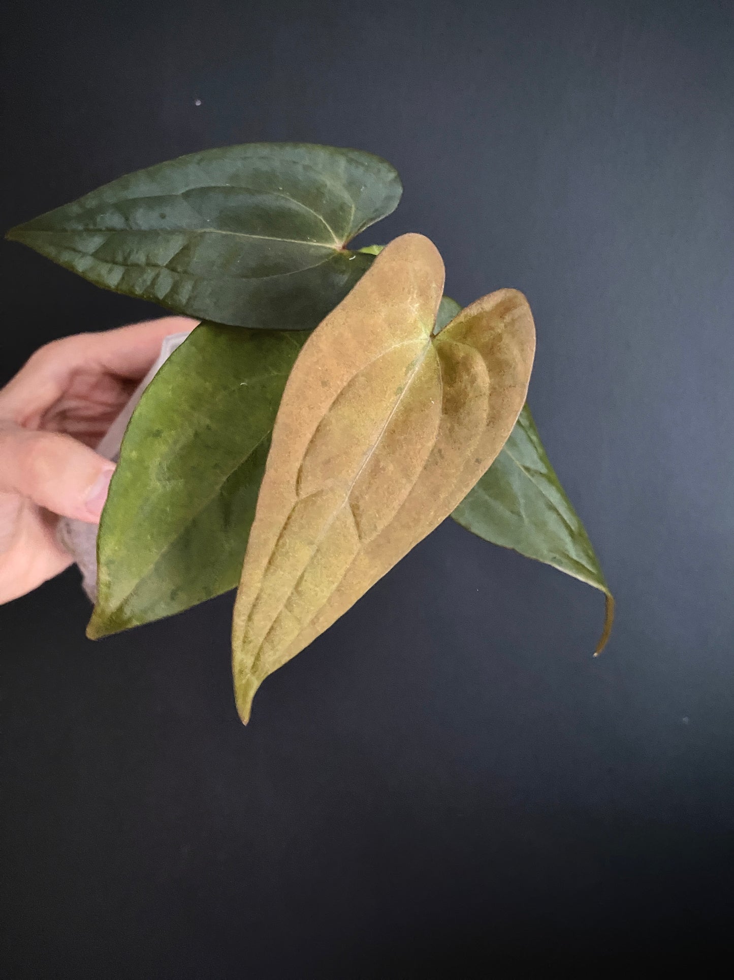 Anthurium RVDP (self) mint variegated | 7 cm pot [B]