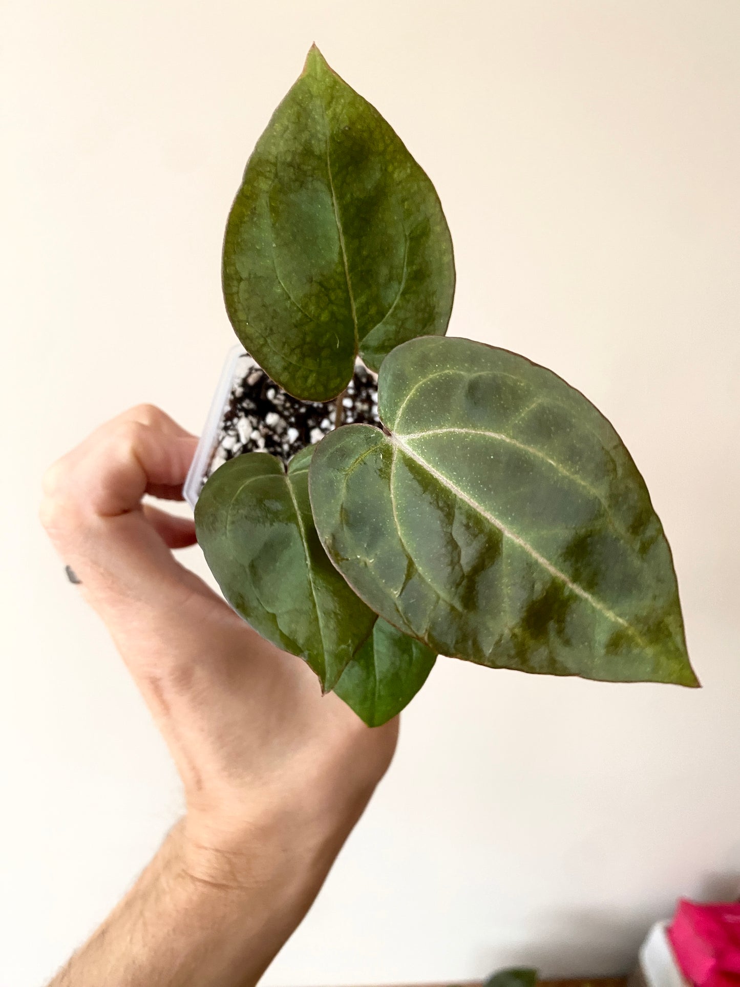 Anthurium Black Widow x Michelle S1 | 7 cm pot [B]