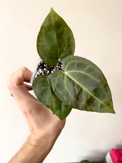 Anthurium Black Widow x Michelle S1 | 7 cm pot [B]