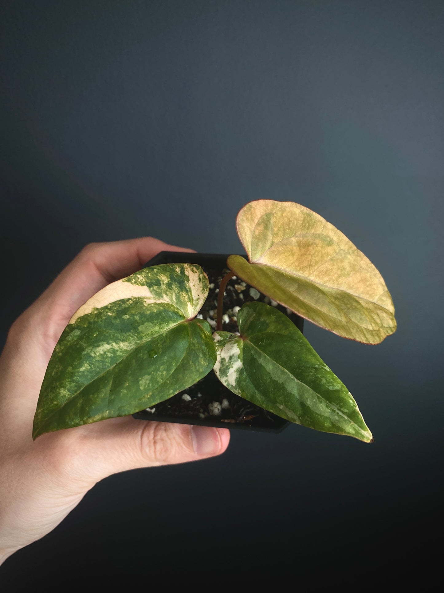 Anthurium Papillilaminum var X (Darkest Panama x X-one) | 7 cm pot [super-select]