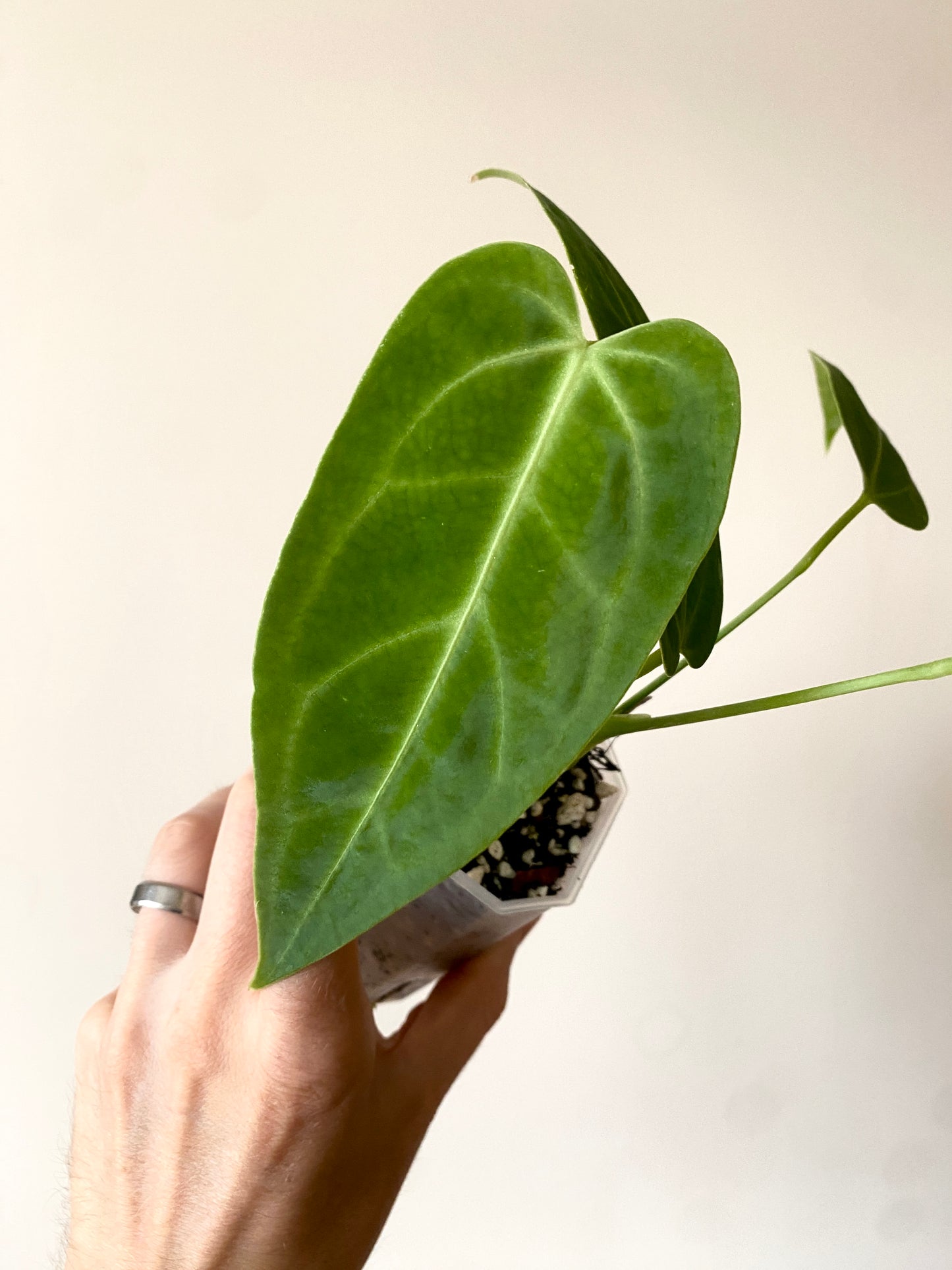 Anthurium Warocqueanum X open | 7 cm pot