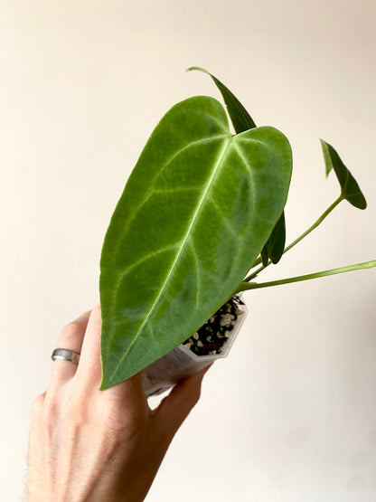 Anthurium Warocqueanum X open | 7 cm pot