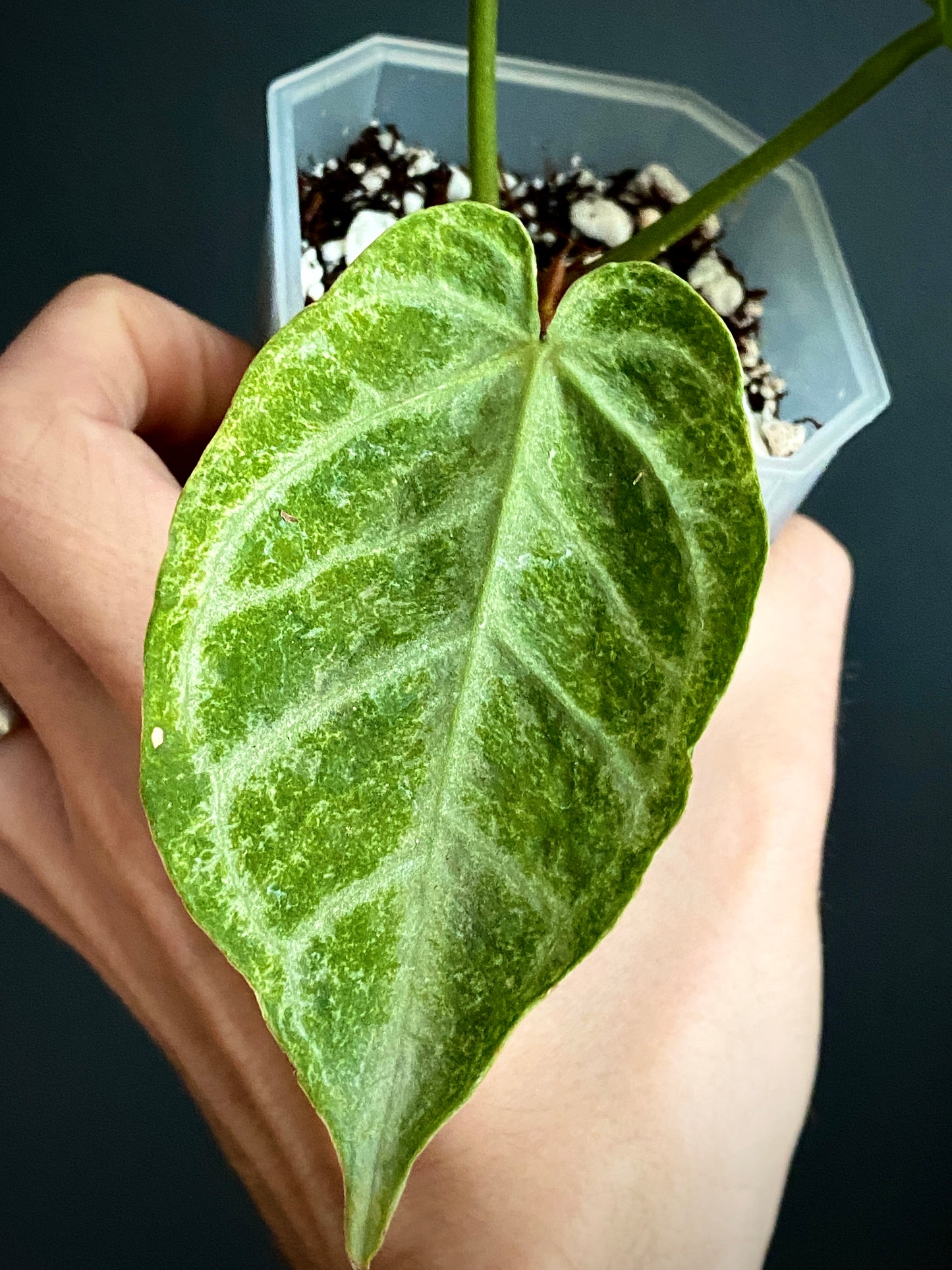 Anthurium Dorayaki X Silver Blush mint | 7 cm pot