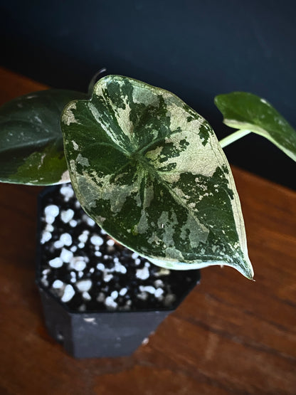 Alocasia Wentii albo/pink variegated | 5 cm pot [A]