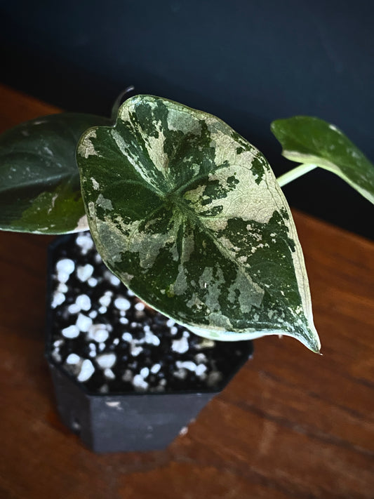 Alocasia Wentii albo/pink variegated | 5 cm pot [A]