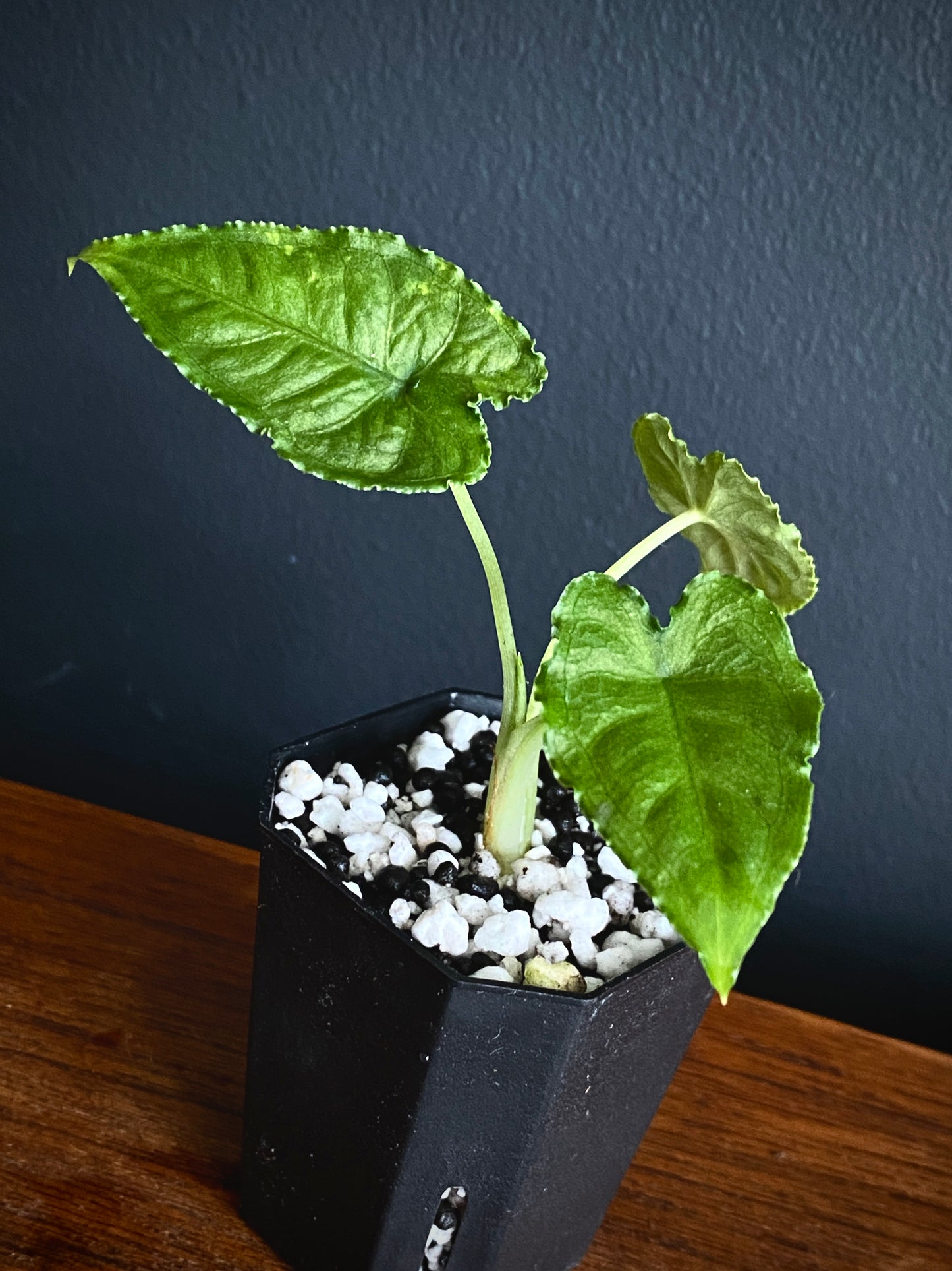 Alocasia Olanii | 5 cm pot [B]