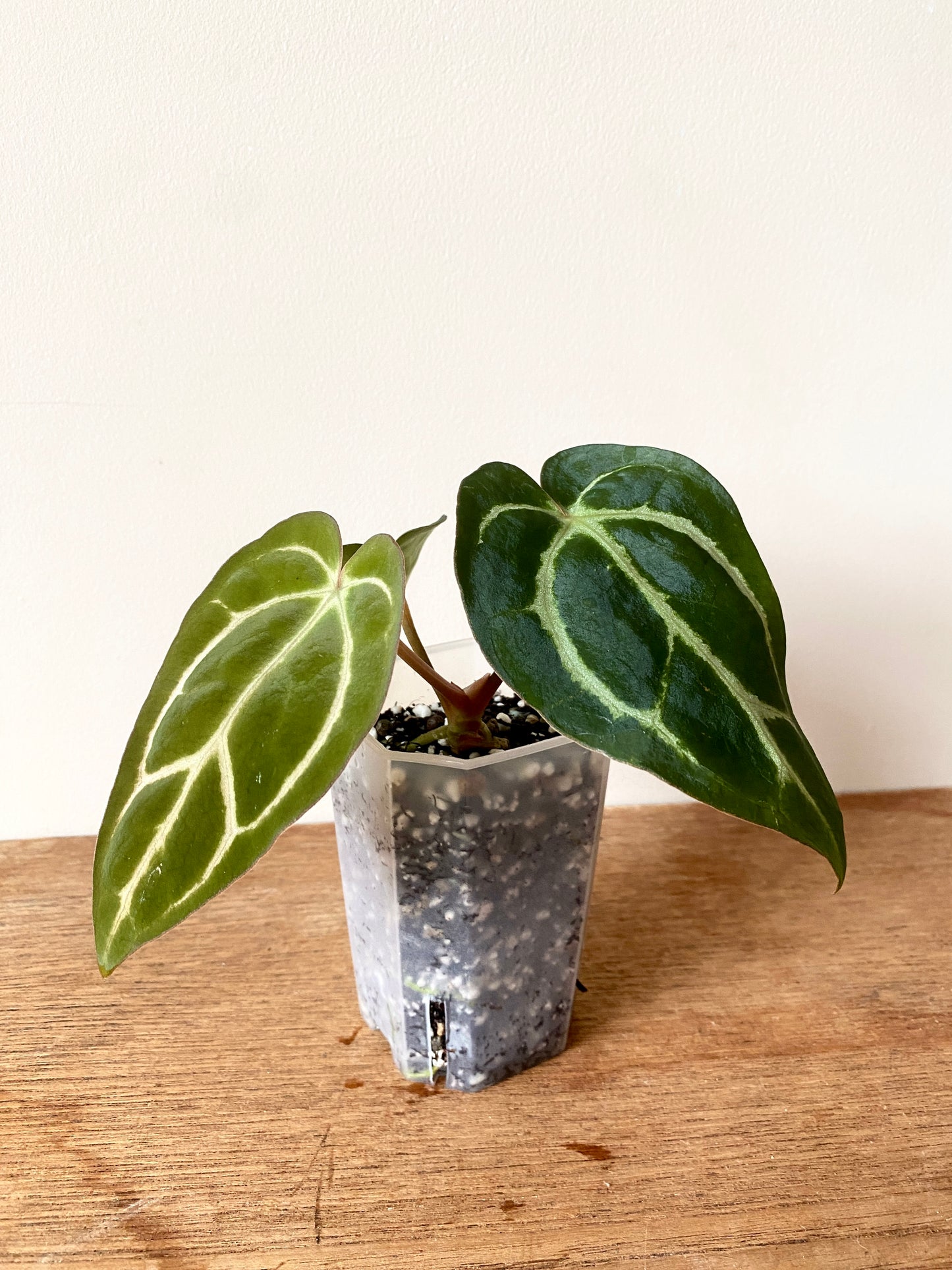 Anthurium Carlablackiae | 7 cm pot