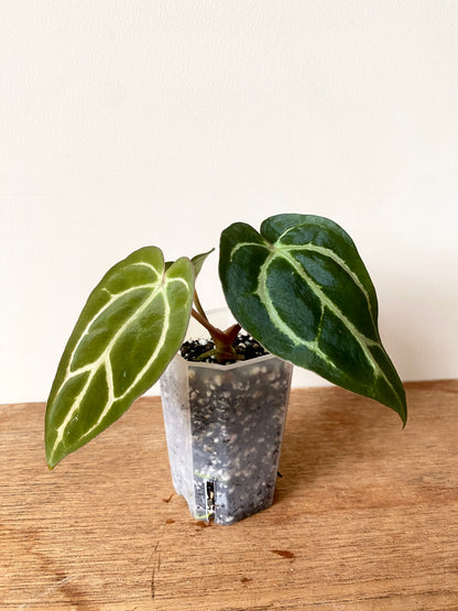 Anthurium Carlablackiae | 7 cm pot