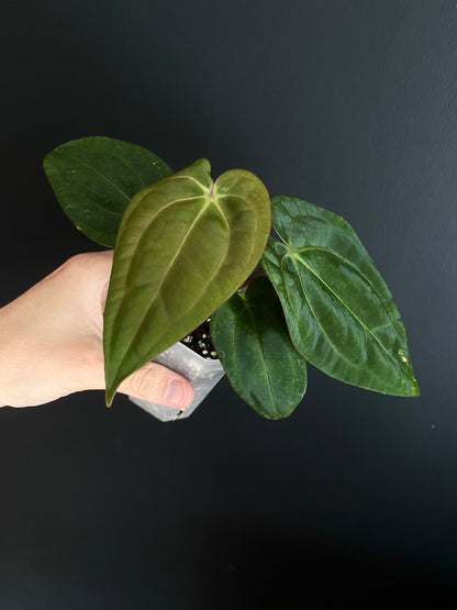 Anthurium Carlablackiae (OG5xRA4) X RVDP | 7 cm pot
