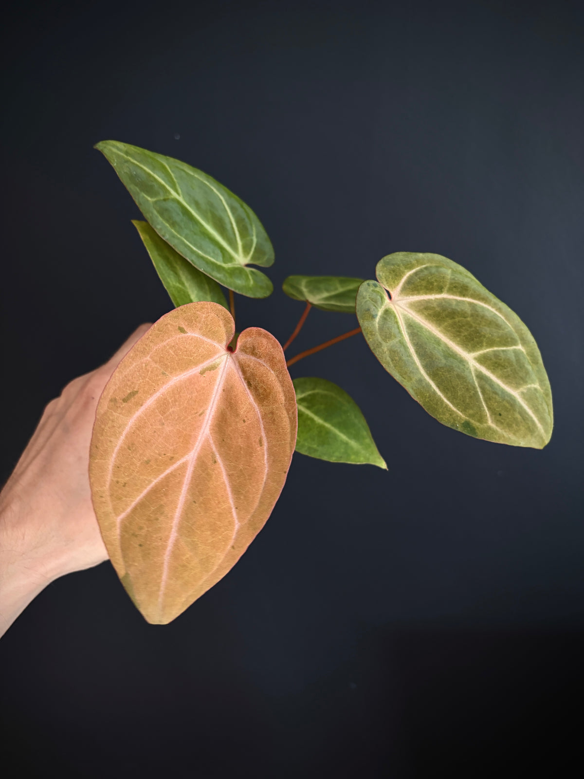 Anthurium Papillilaminum var A88 X AOS SKG (mint variegated) | 7 cm pot