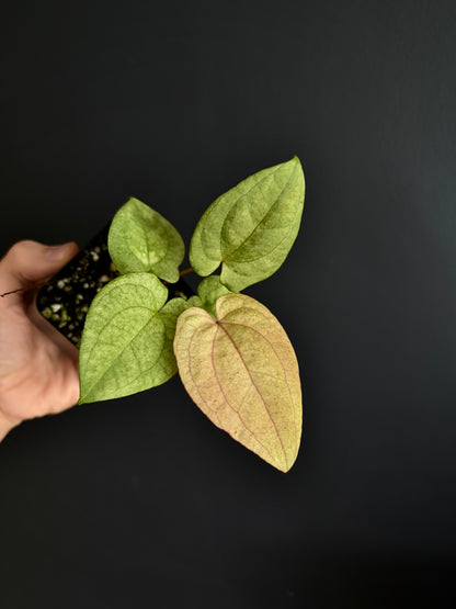 Anthurium Dark Phoenix mint variegated | 6 cm pot [A]