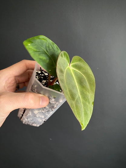 Anthurium (Carlablackiae X Dressleri RG) X (Besseae x Papillilaminum) | 7 cm pot [A]