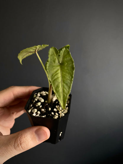 Alocasia Olanii | 5 cm pot [D]