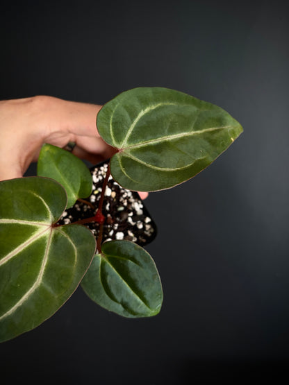 Anthurium Dark Knight X Carlablackiae | 7 cm pot