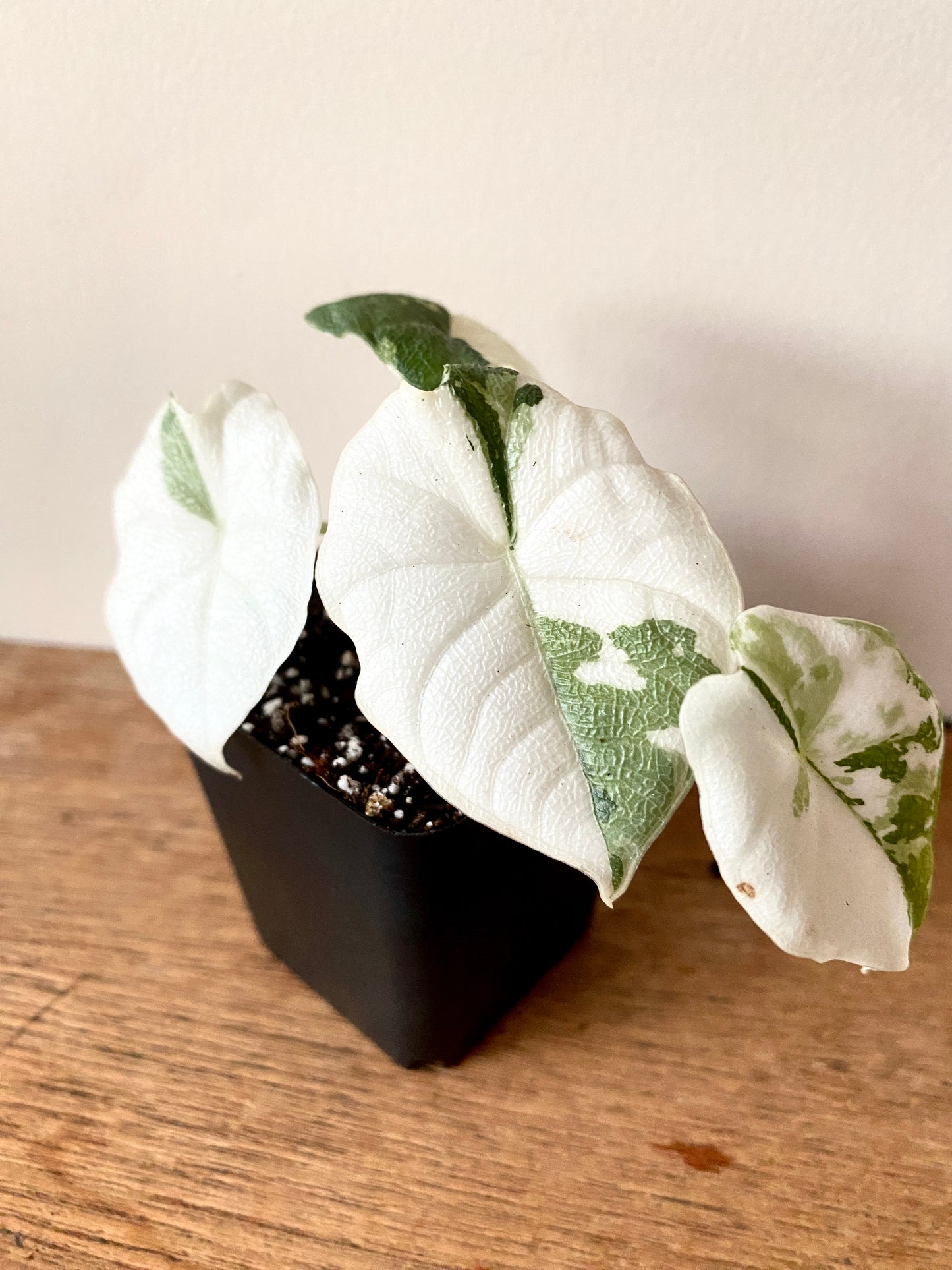Alocasia Melo Albo variegata | 6 cm pot