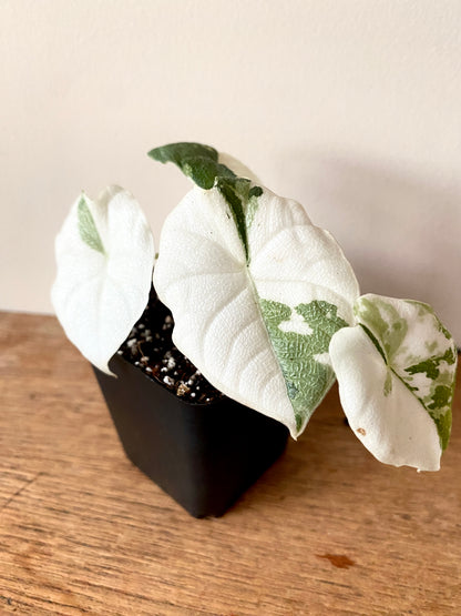 Alocasia Melo Albo variegata | 6 cm pot