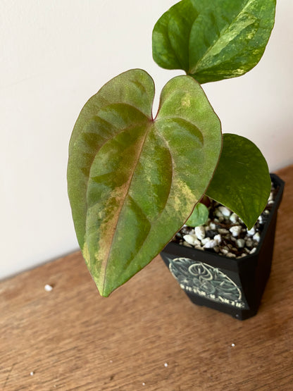 Anthurium Papillilaminum var X Guna Yala (S1) | 7 cm pot