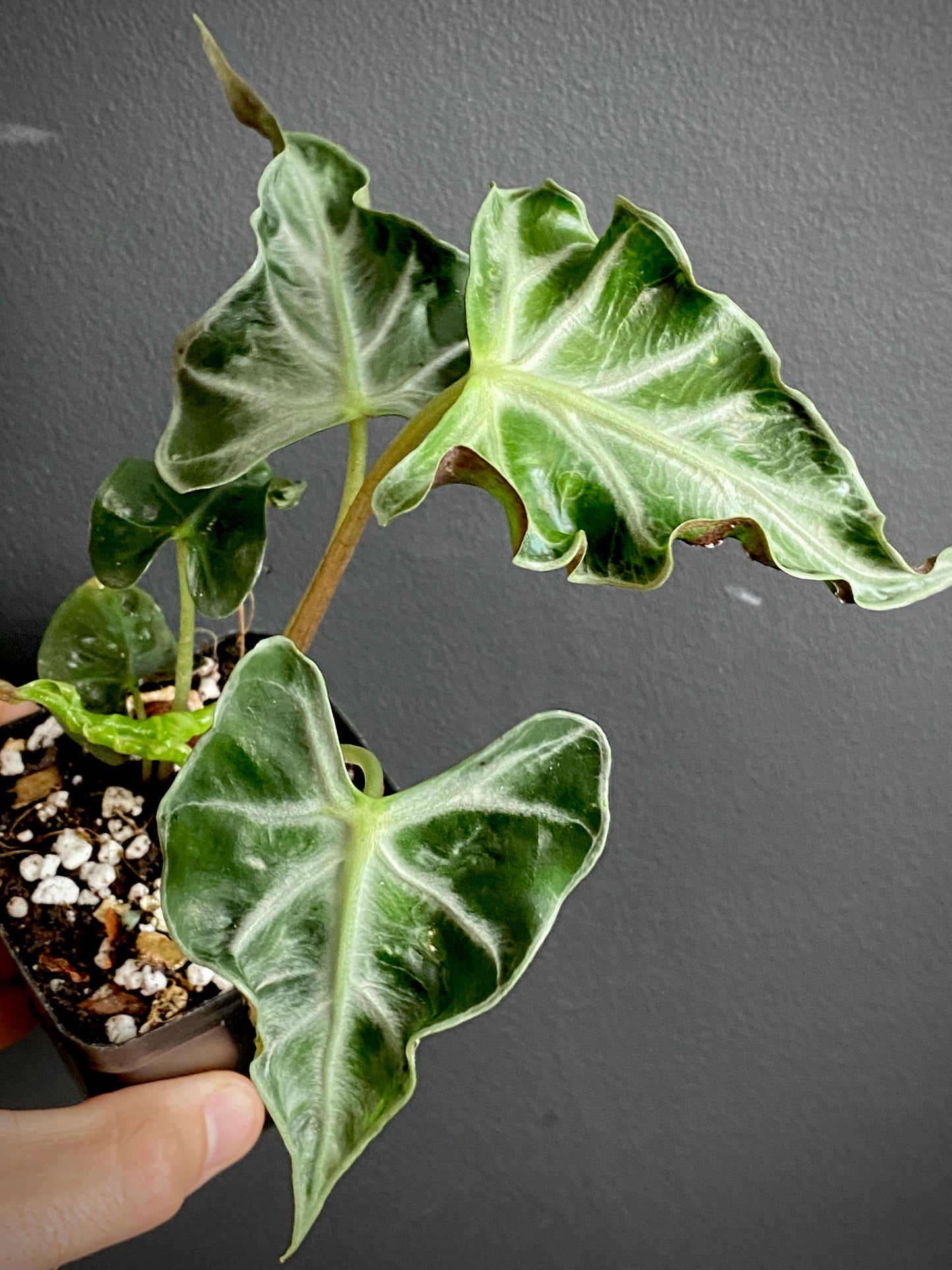 Alocasia Loco | 7 cm pot