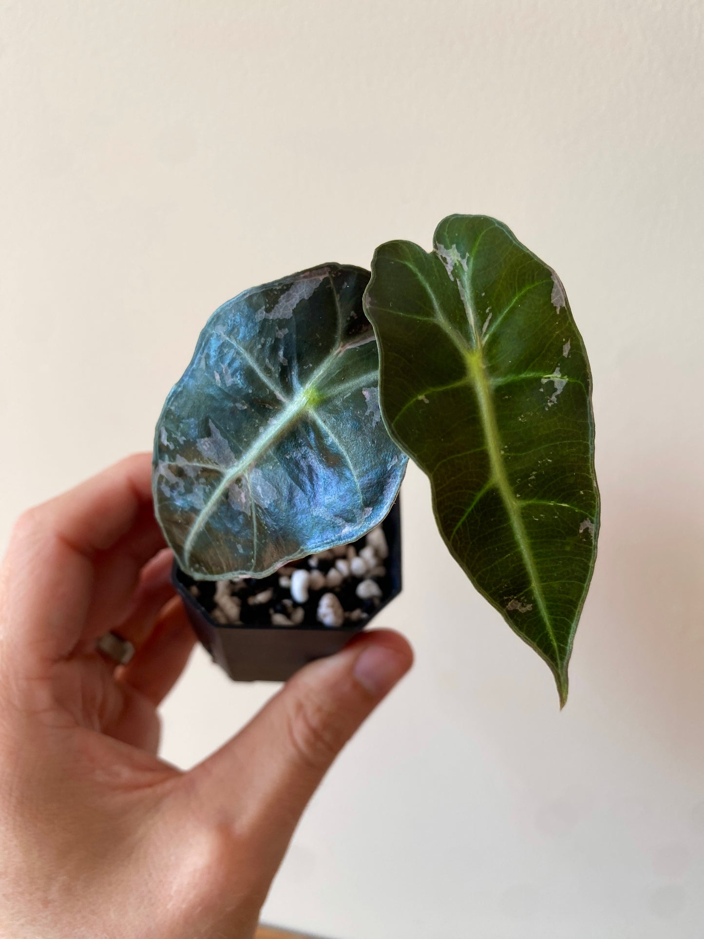 Alocasia Polly Pink variegated | 5 cm pot [A]