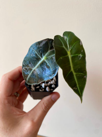 Alocasia Polly Pink variegated | 5 cm pot [A]