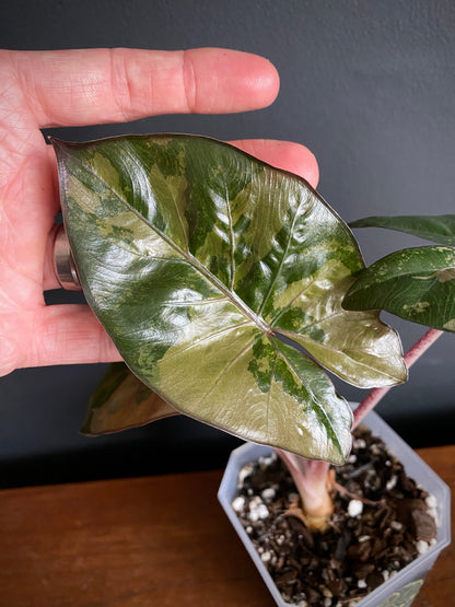 Alocasia Yucatan Princess variegated | 9 cm pot