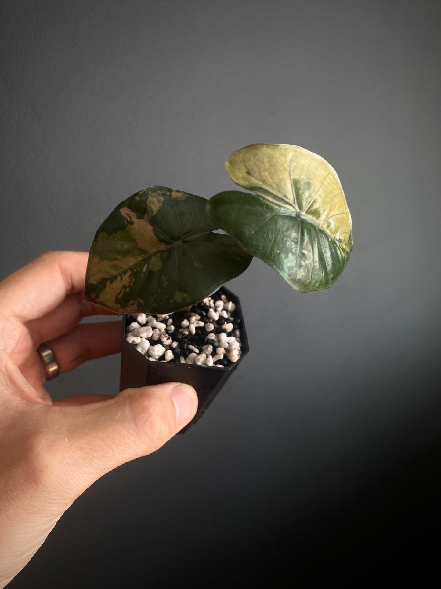 Alocasia Yucatan Princess variegated | 5 cm pot [B]