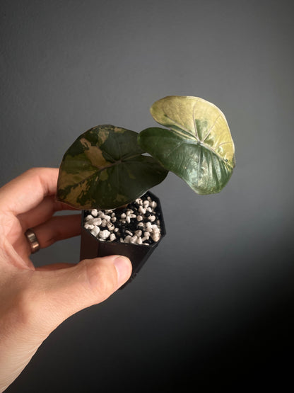 Alocasia Yucatan Princess variegated | 5 cm pot [B]