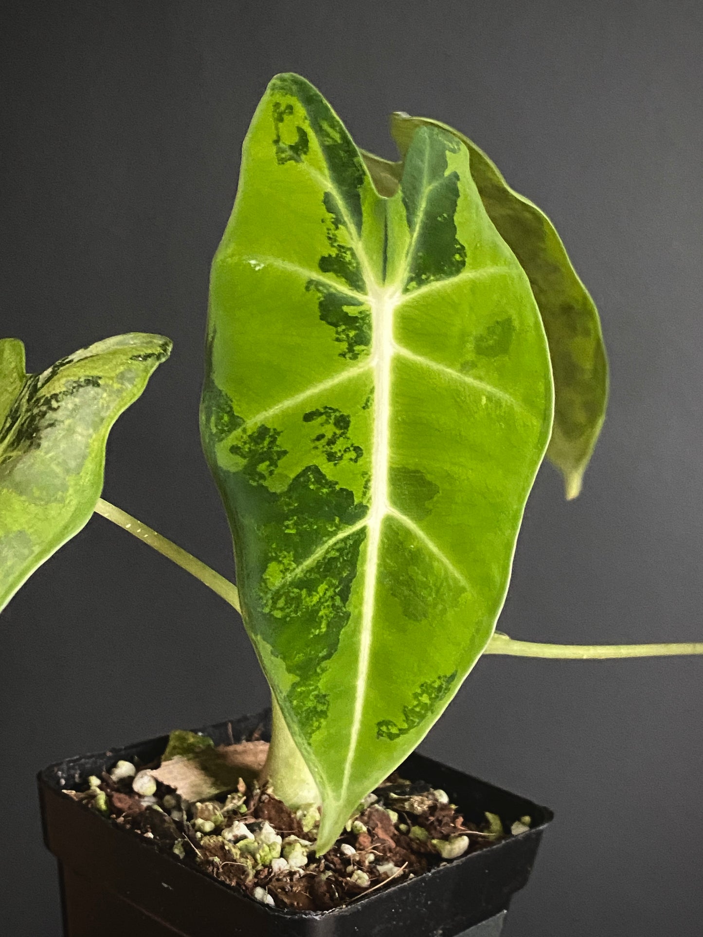 Alocasia Frydek Green-on-Green variegated | 7 cm pot