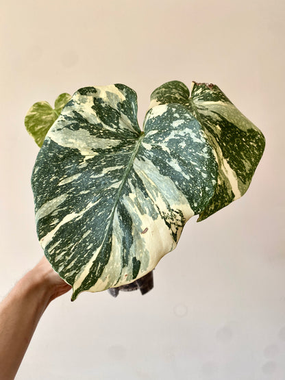 Monstera Deliciosa Crème Brûlée | 12 cm pot