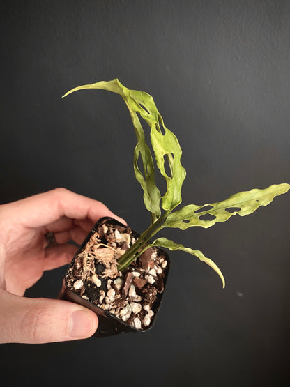 Monstera Obliqua Peru | 6 cm pot