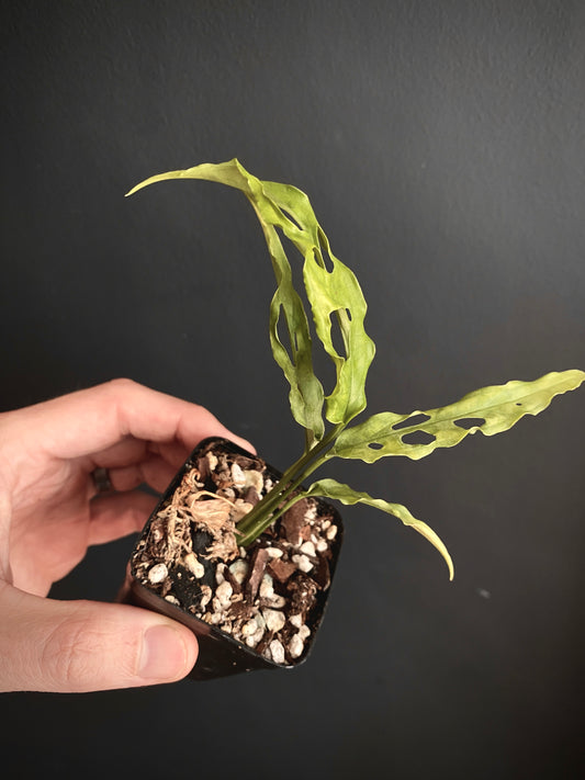 Monstera Obliqua Peru | 6 cm pot