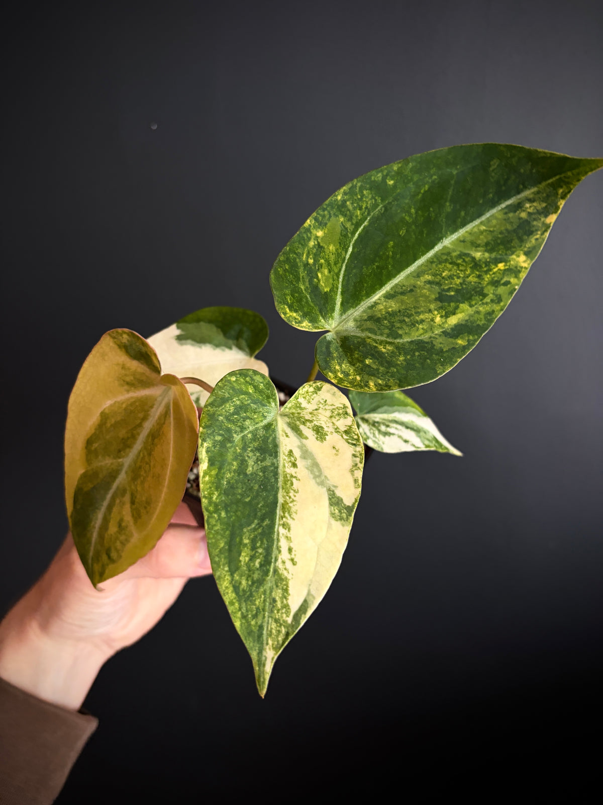 Anthurium Papillilaminum Hb variegated X Forgetii | 7 cm pot [B]