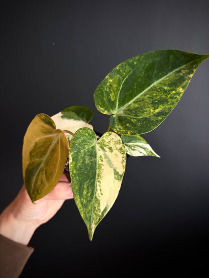 Anthurium Papillilaminum Hb variegated X Forgetii | 7 cm pot [B]