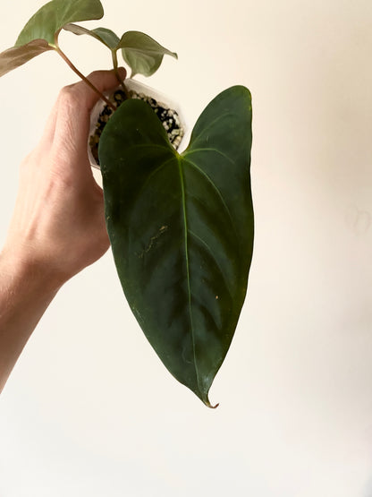 Anthurium Velvet Moira X Portillae | 7 cm pot