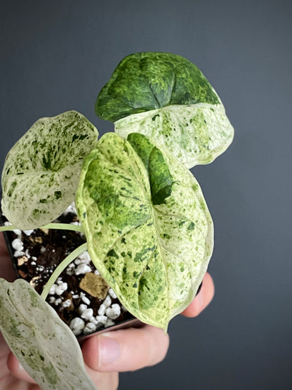 Alocasia Dragonscale Mint variegata | 7 cm pot
