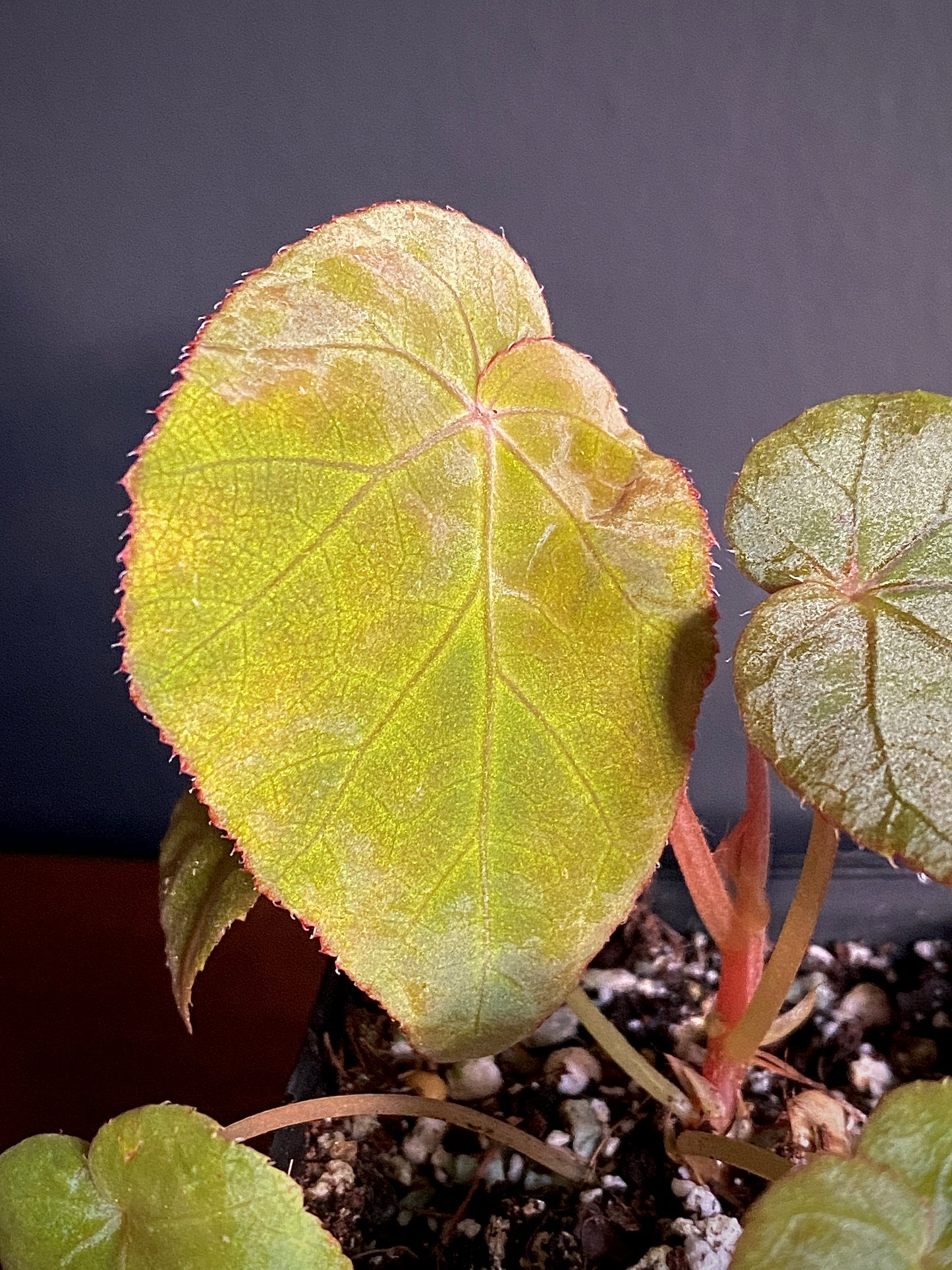 Begonia Pavonina | 6 cm pot [A]