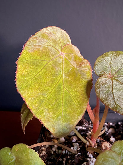 Begonia Pavonina | 6 cm pot [A]