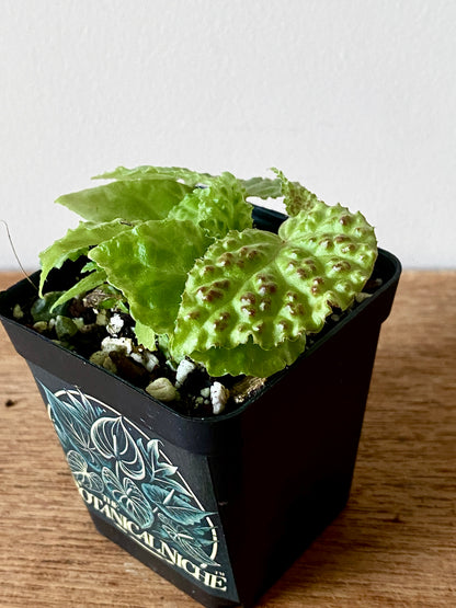 Begonia Dracopelta | 6 cm pot