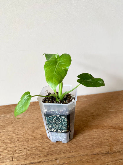 Alocasia Okinawa Silver variegated | 7 cm pot