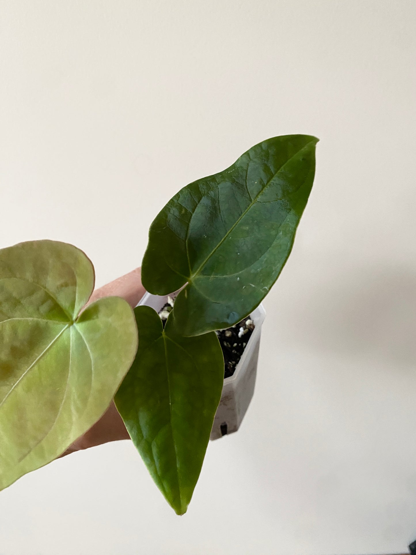 Anthurium (FTG x Fort Sherman) X (NoID Code Red x Papillilaminum A+) | 7 cm pot