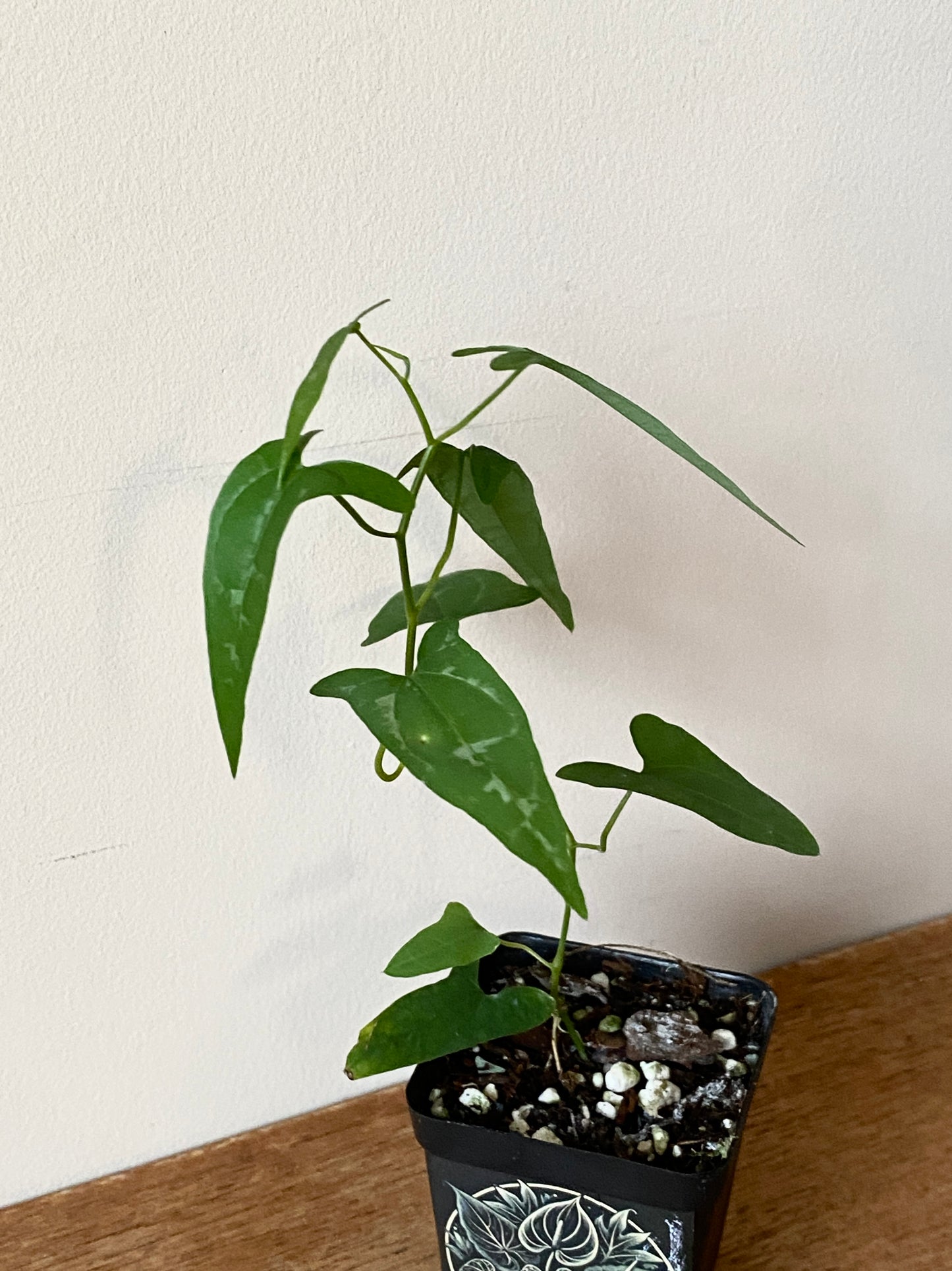 Dioscoria sp. Peru | 6 cm pot