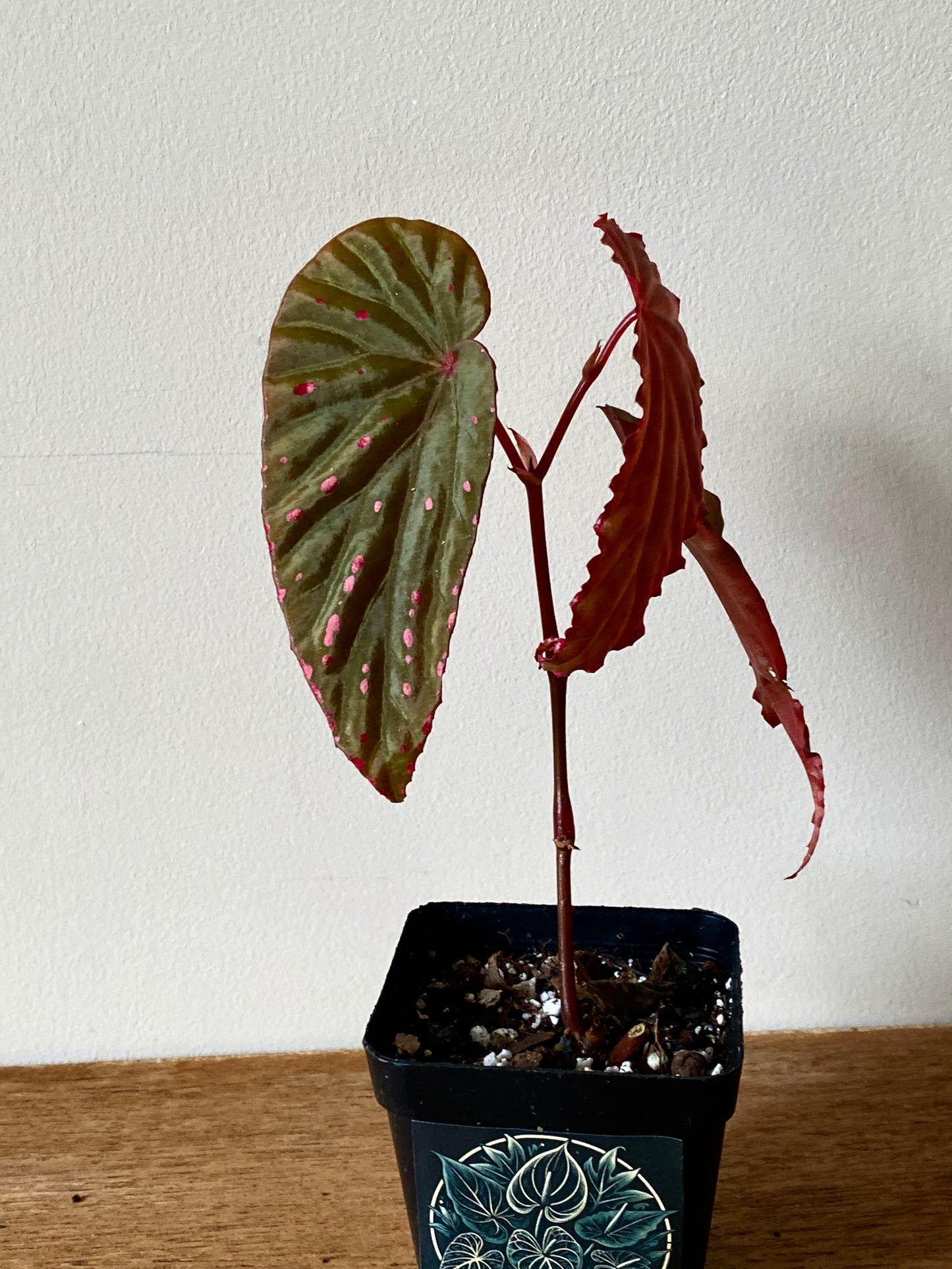 Begonia Negrosensis X Nothobaramensis | 6 cm pot [B]