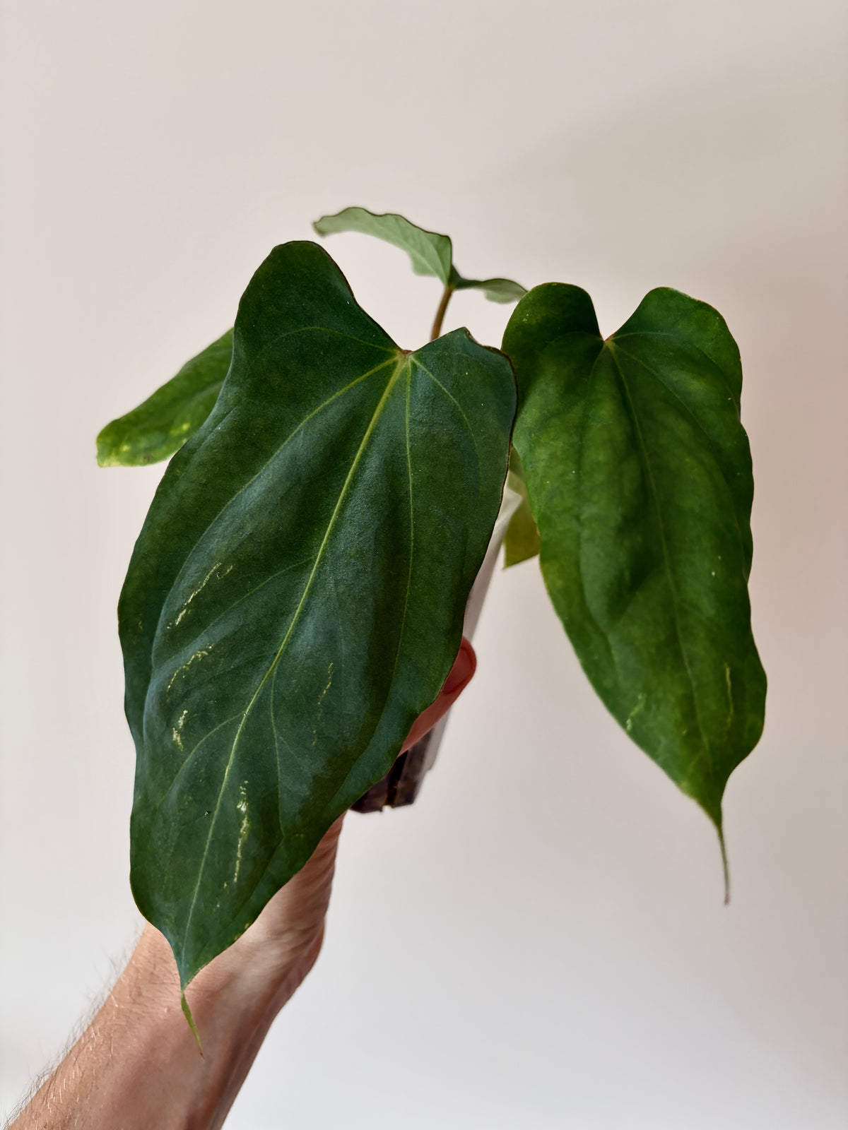 Anthurium Golden Eagle X BVEP (R.FxF) | 7 cm pot [A]