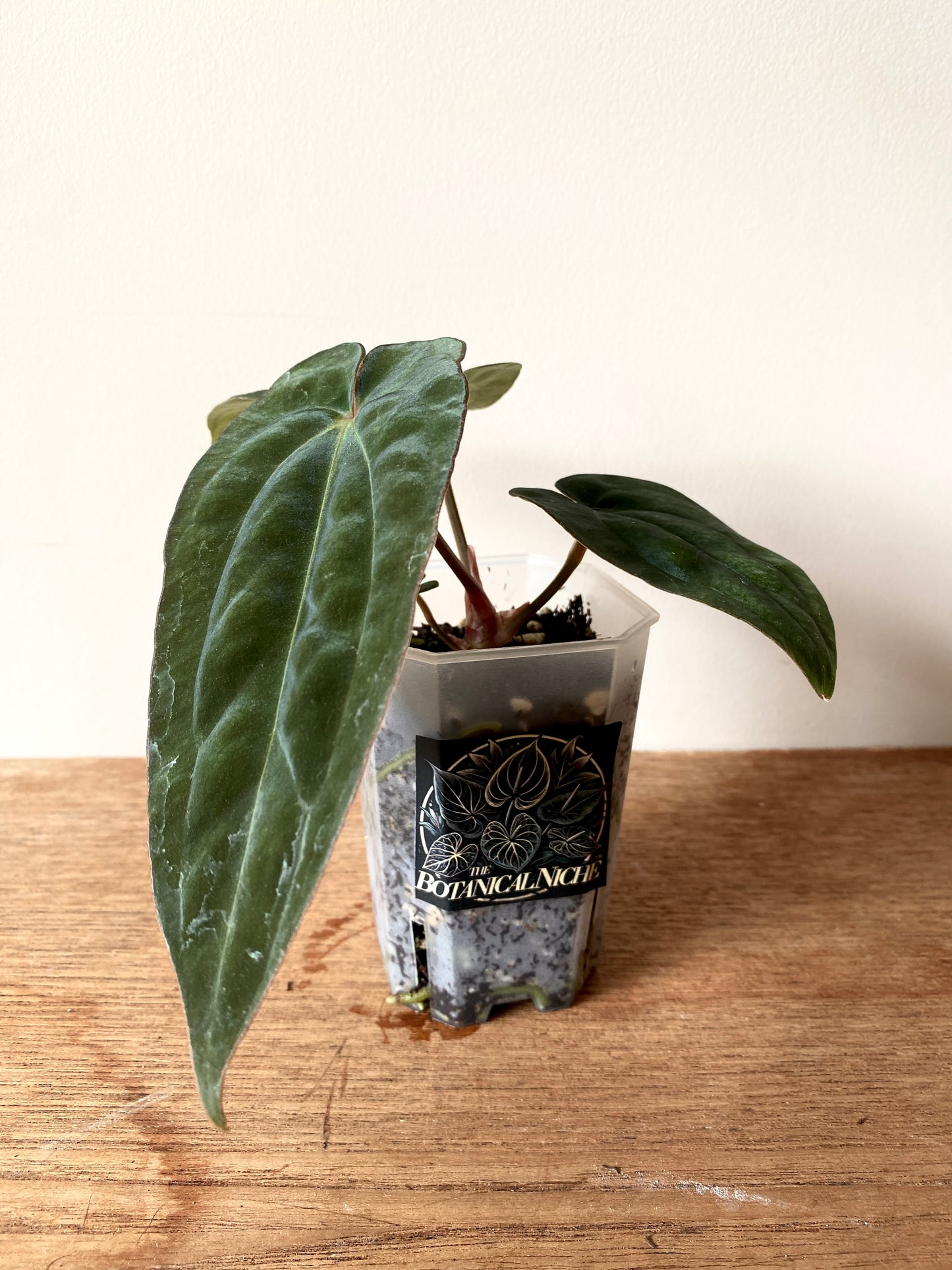 Anthurium (DressCarla x BVEP) X (Carlablackiae x Papillilaminum) | 7 cm pot [A]