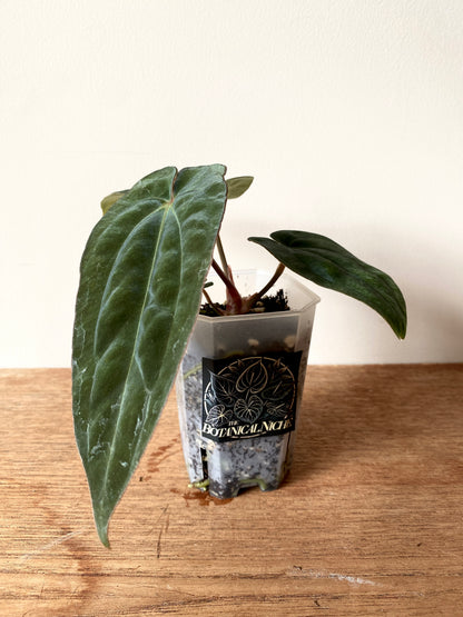 Anthurium (DressCarla x BVEP) X (Carlablackiae x Papillilaminum) | 7 cm pot [A]