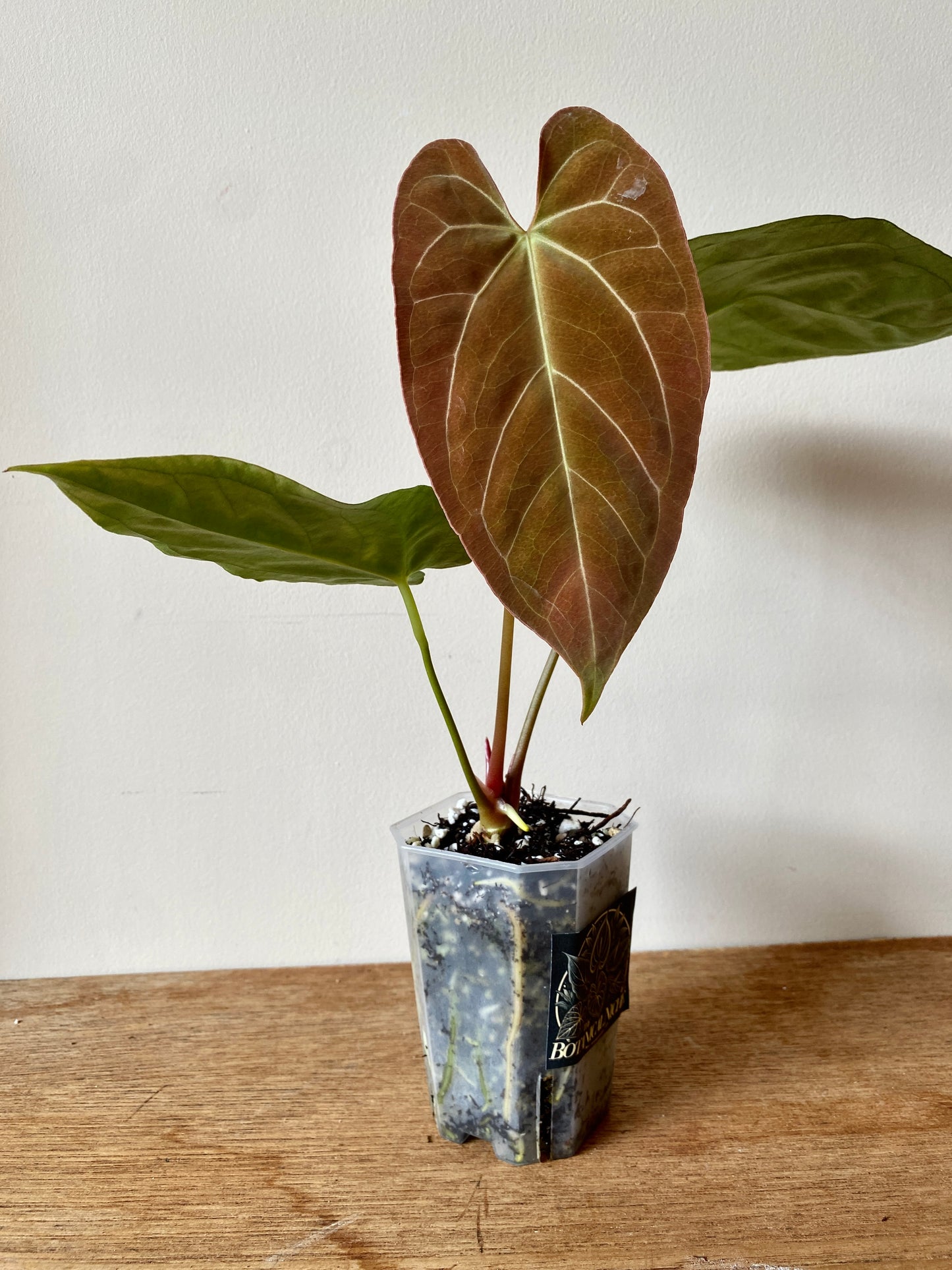 Anthurium X-one X Blue Papillilaminum mint variegated | 7 cm pot