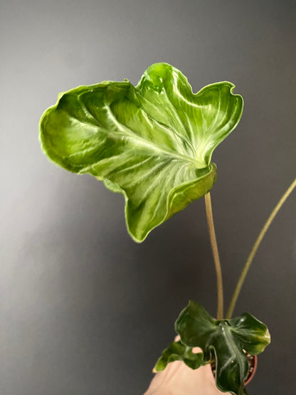 Alocasia Teletubbies | 10 cm pot