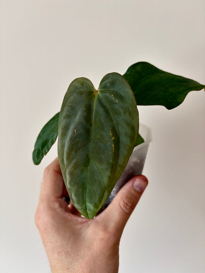 Anthurium Antolakii/BVEP (Scott x Tezula) | 7 cm pot