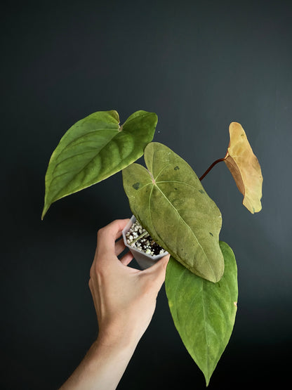 Anthurium Blue Papillilaminum hybrid mint variegated | 7 cm pot